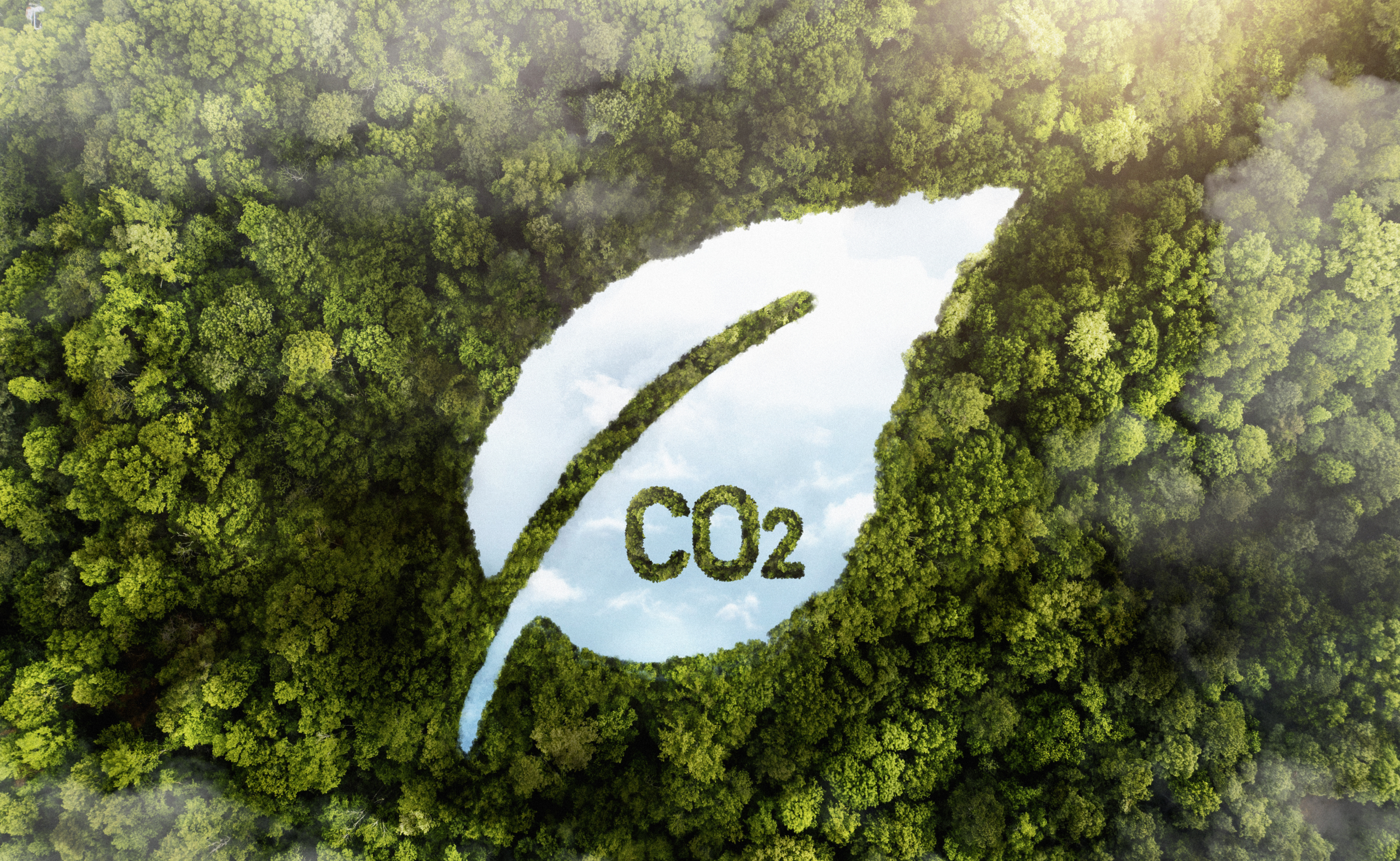 View of green forest with CO2 superimposed
